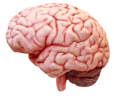 Brain cortical folding